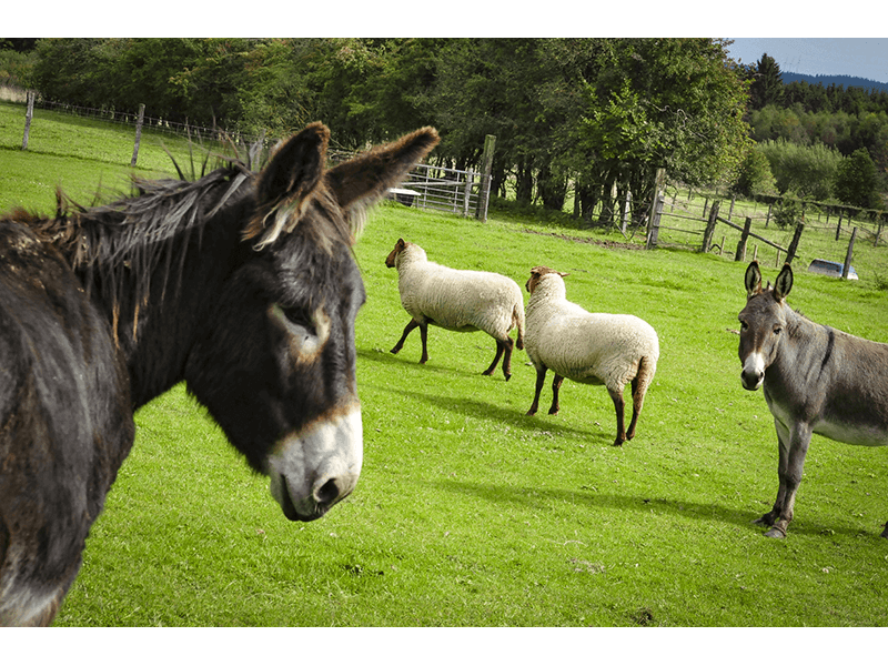 Ardennen4all_Chalet_Jolie_ezels_schapen.png