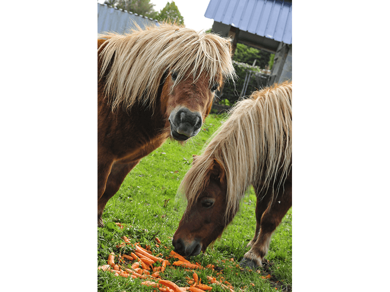 Ardennen4all_Chalet_Jolie_pony.png