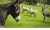 Ardennen4all_Chalet_Jolie_ezels_schapen.png